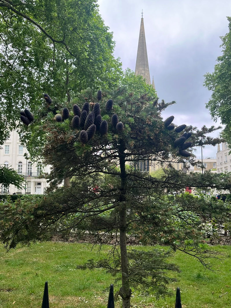 Sapin de Corée — Bild 2