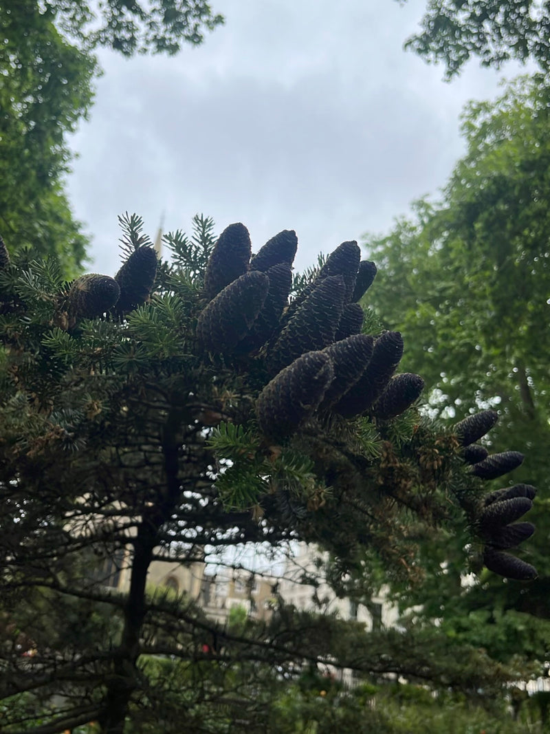 Sapin de Corée — Bild 1