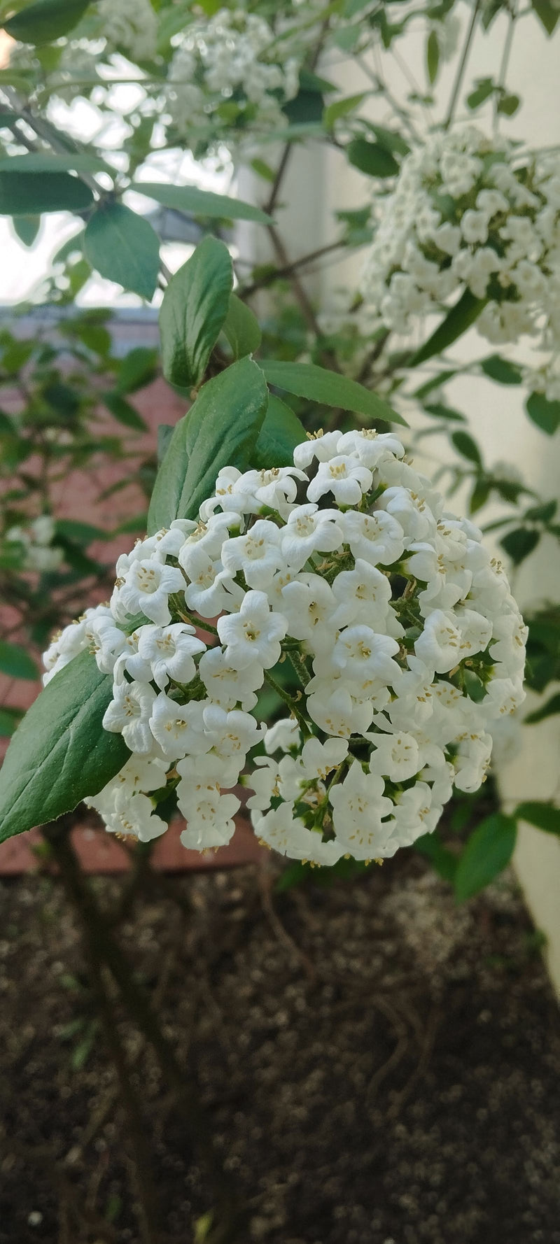 Boule de neige coréenne — Bild 1