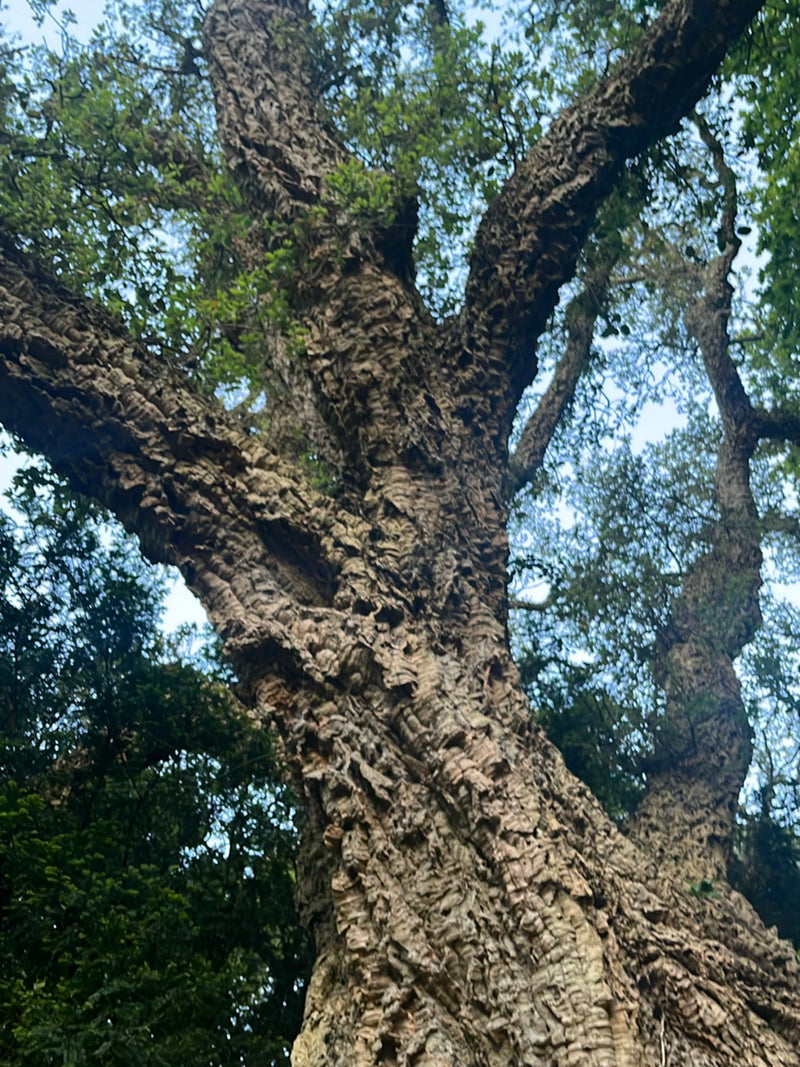Chêne-liège — Bild 2
