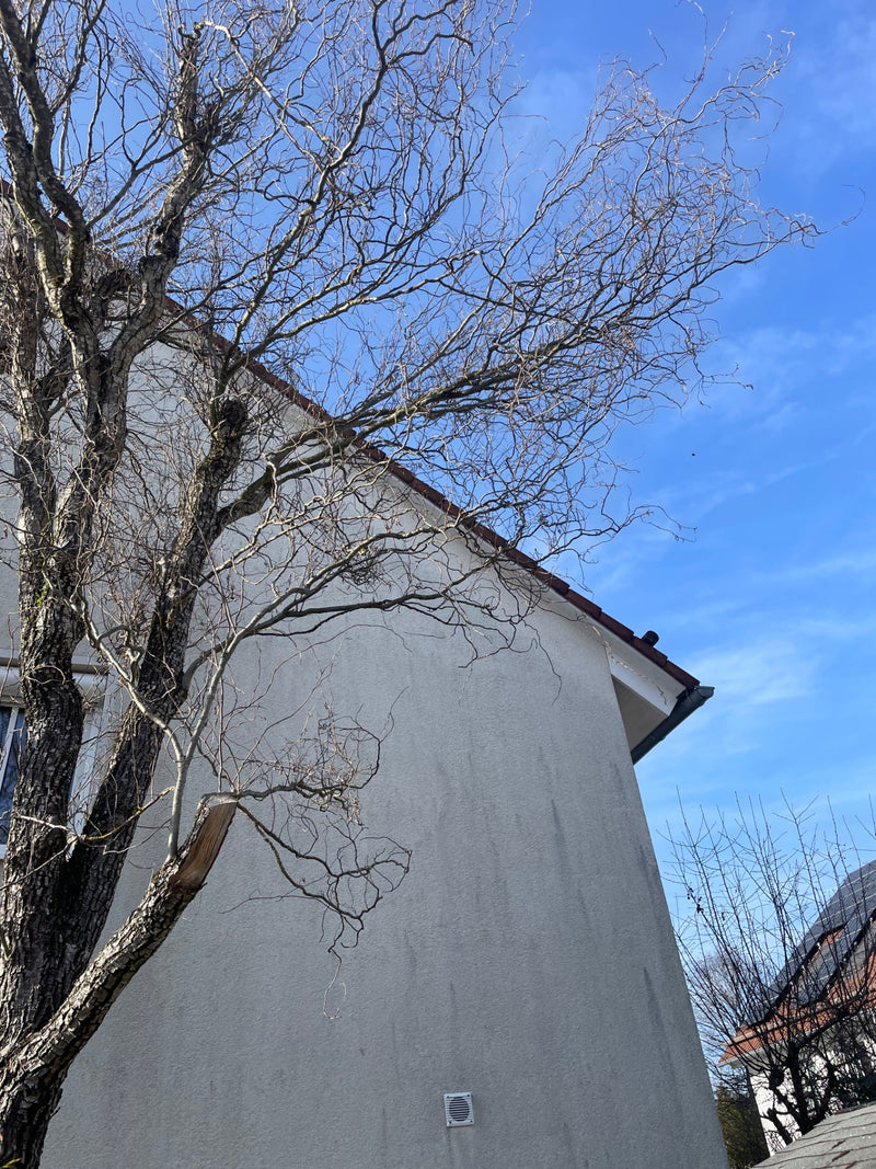 Saule tire-bouchon — Bild 1