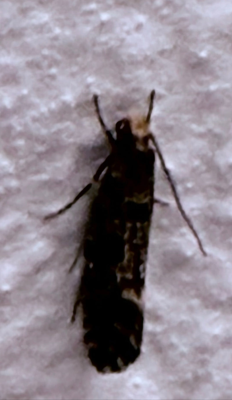 Papillon du liège — Bild 3