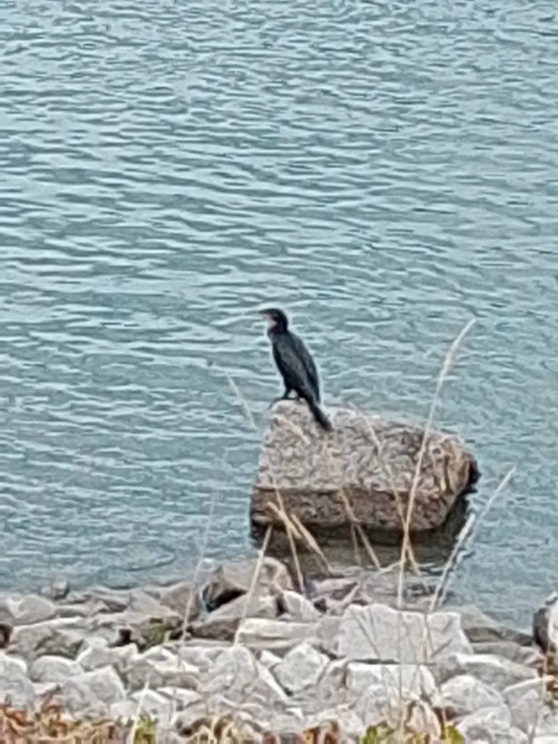 Un cormoran est assis sur un rocher émergeant de l'eau. L'oiseau se repose près du rivage.