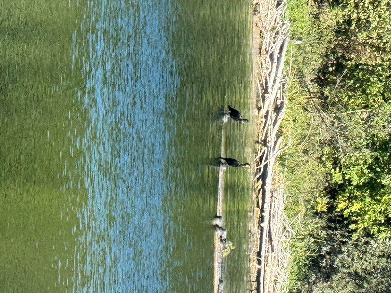 Deux cormorans nagent près de la rive boisée d'un plan d'eau. Ils se tiennent près de bois mort.