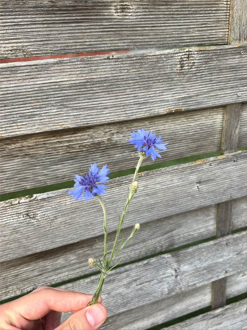 Bleuet — Bild 1