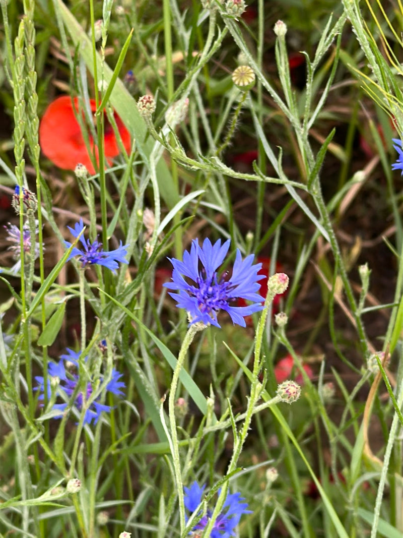 Bleuet — Bild 3