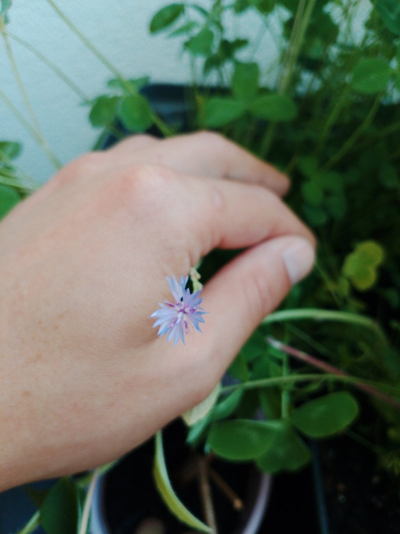 Bleuet — Bild 4
