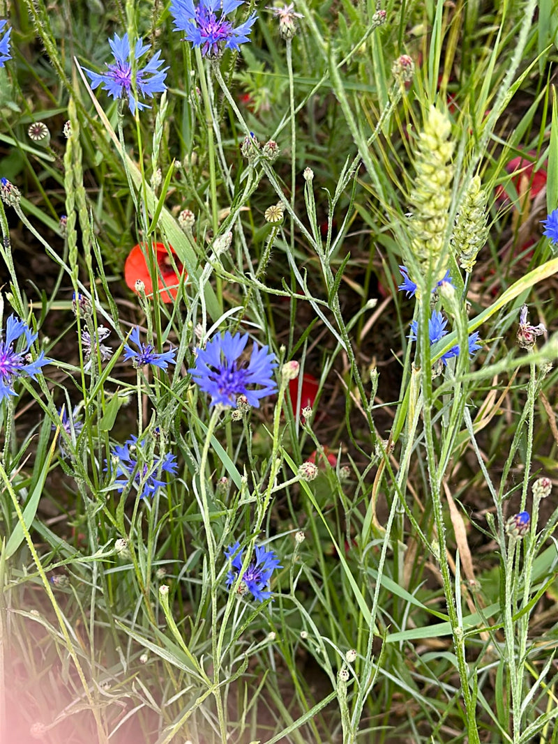 Bleuet — Bild 1
