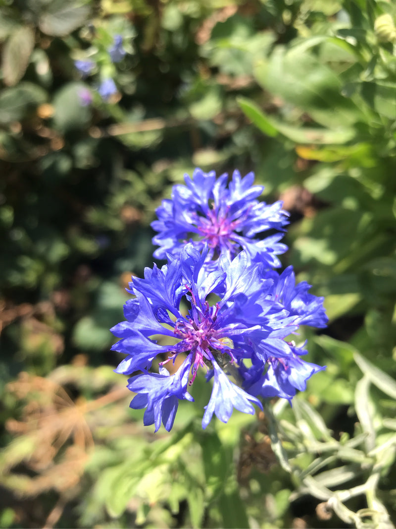 Bleuet — photo 5 sur 6