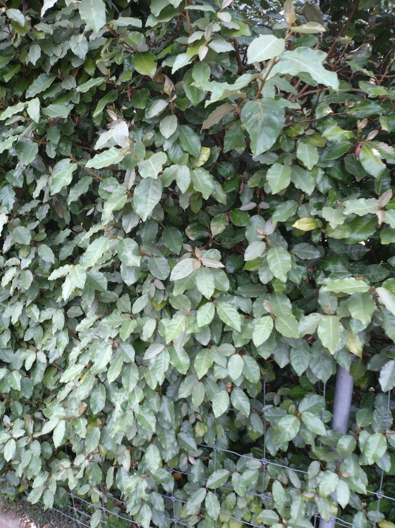 Saule à huile de cornaline — Bild 1