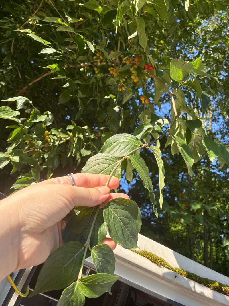 Une main tient la branche d'une cornouiller mâle avec des feuilles vertes et des fruits non mûrs. D'autres feuilles et le ciel sont visibles en arrière-plan.