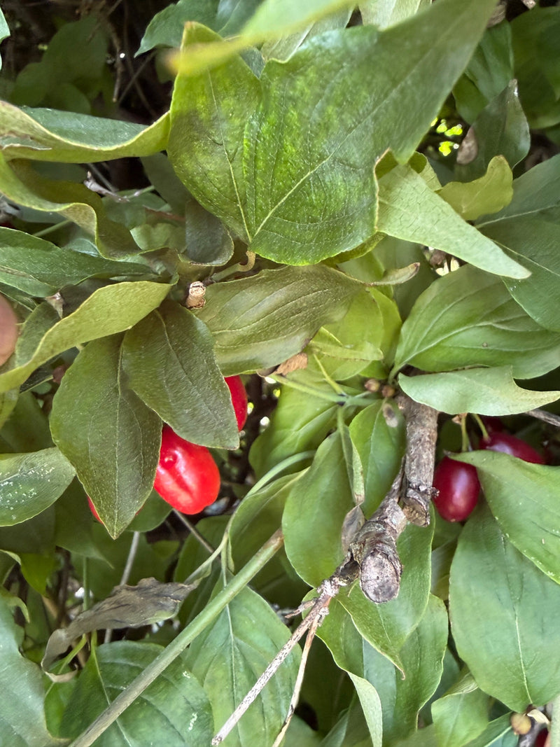 L'image montre des feuilles vertes et des fruits rouges vifs et allongés d'une cornouille sur une branche.