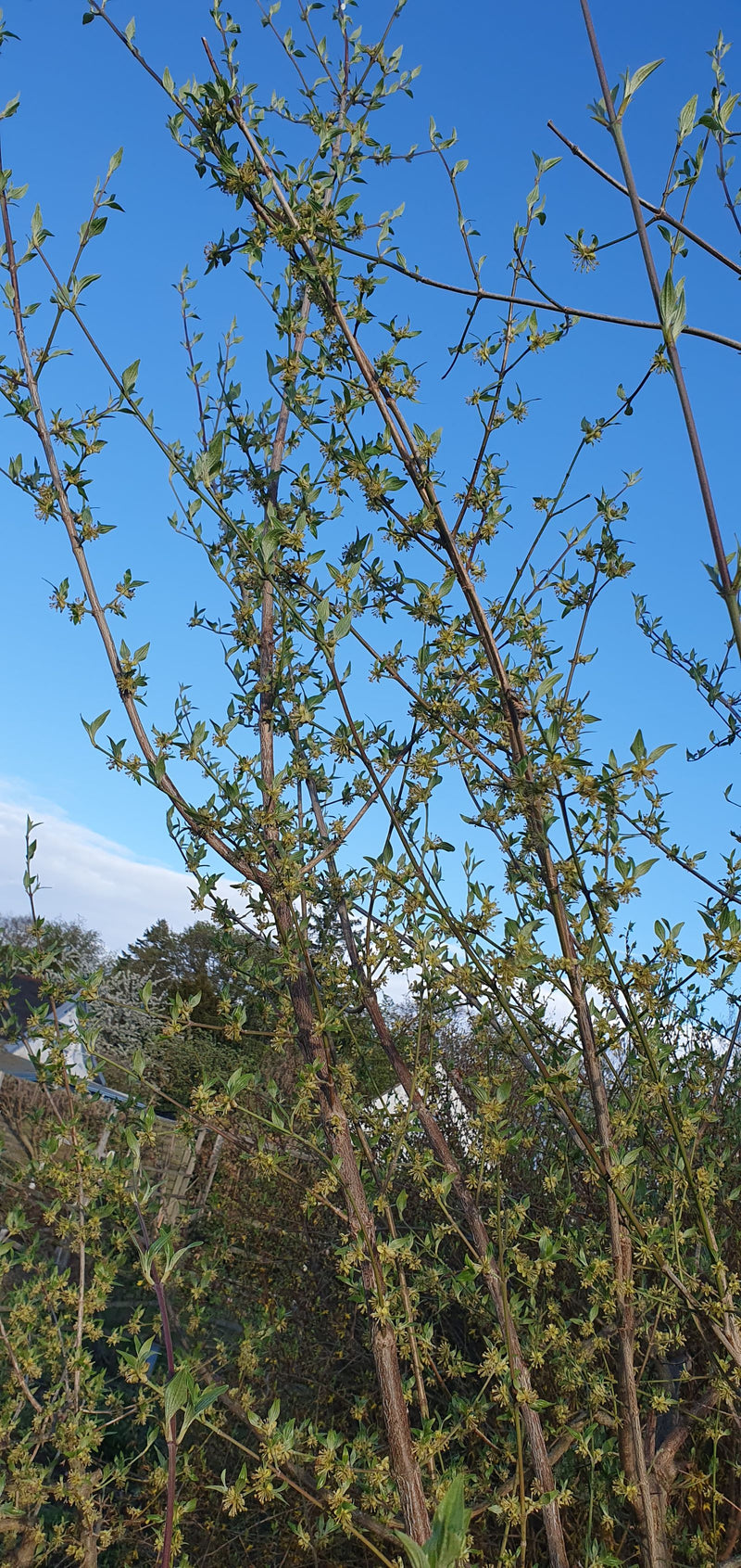 On voit une cornouiller mas avec de nombreuses petites fleurs jaunes et de jeunes feuilles sur les branches devant un ciel bleu.