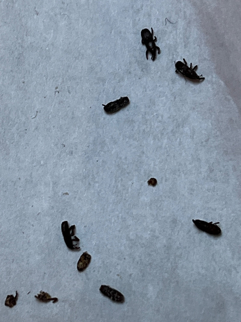 Coléoptère des grains — Bild 1