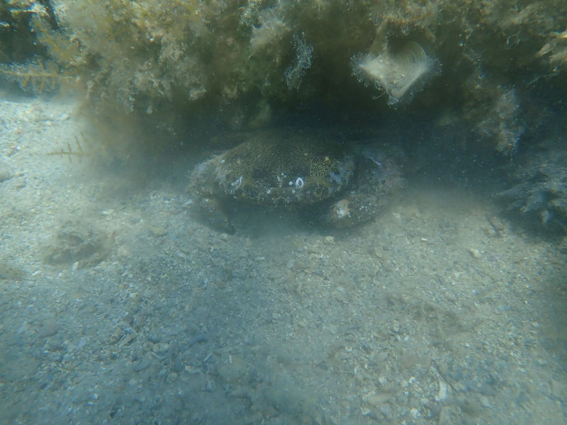 Crabes — Bild 1