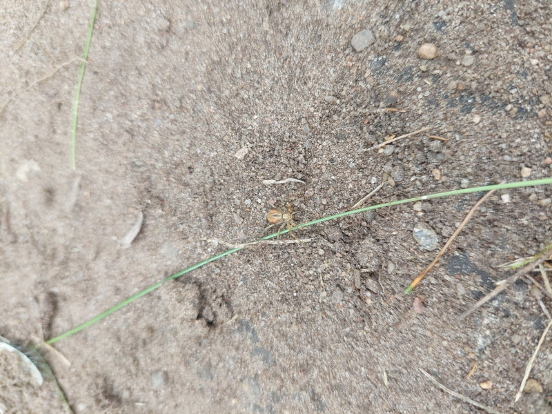 Araignée crabe — Bild 1