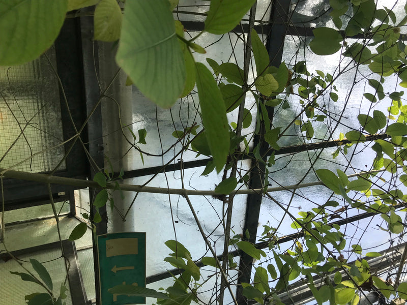 Kratom — photo 1 sur 3