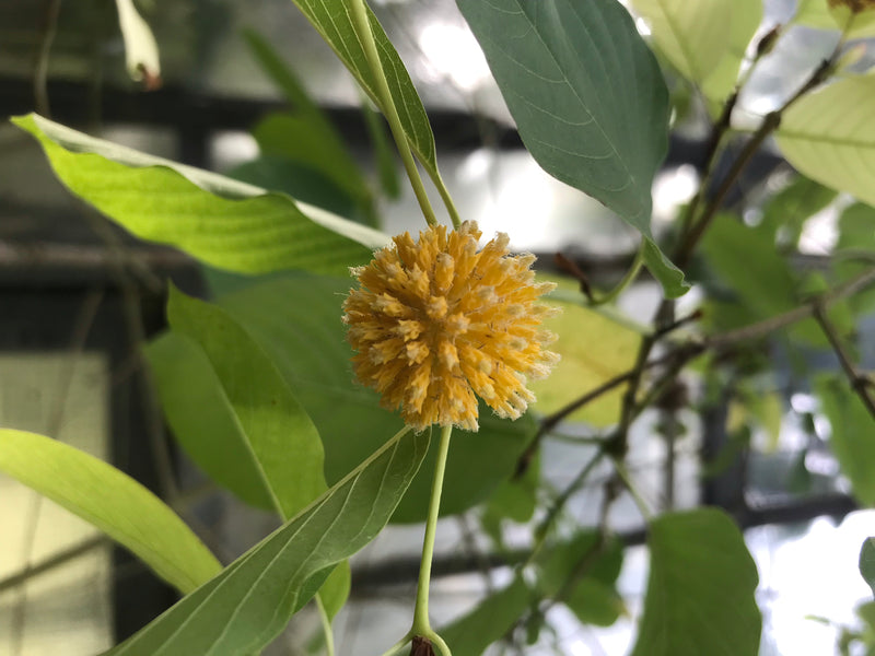Kratom — photo 3 sur 3