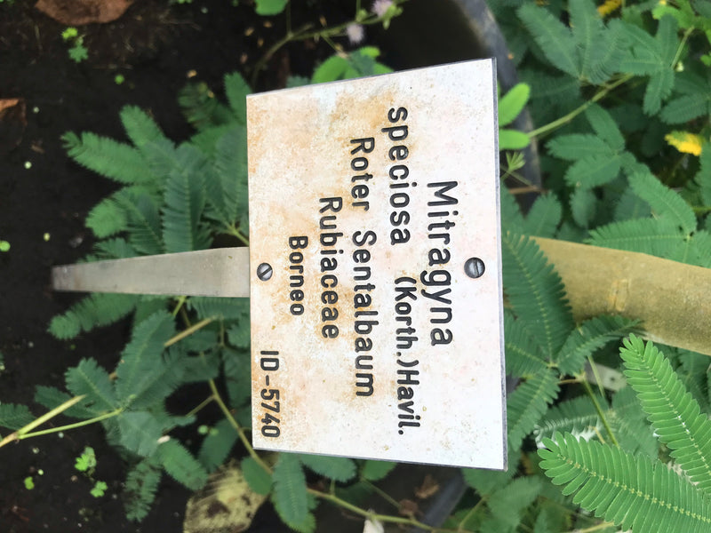 Kratom — photo 2 sur 3