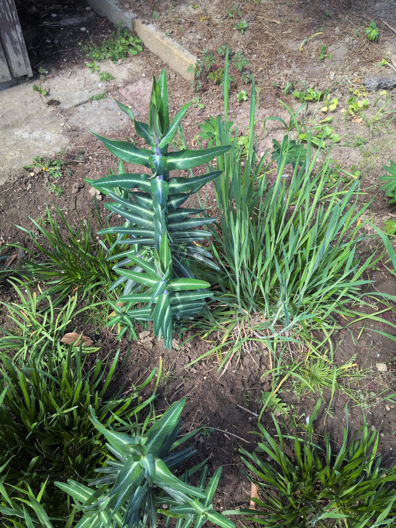 Euphorbe à feuilles croisées — Bild 1