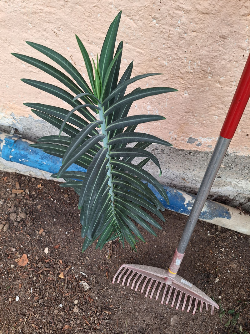 On peut voir une euphorbe lathyris poussant sur de la terre nue devant un mur. Un râteau est posé à côté.