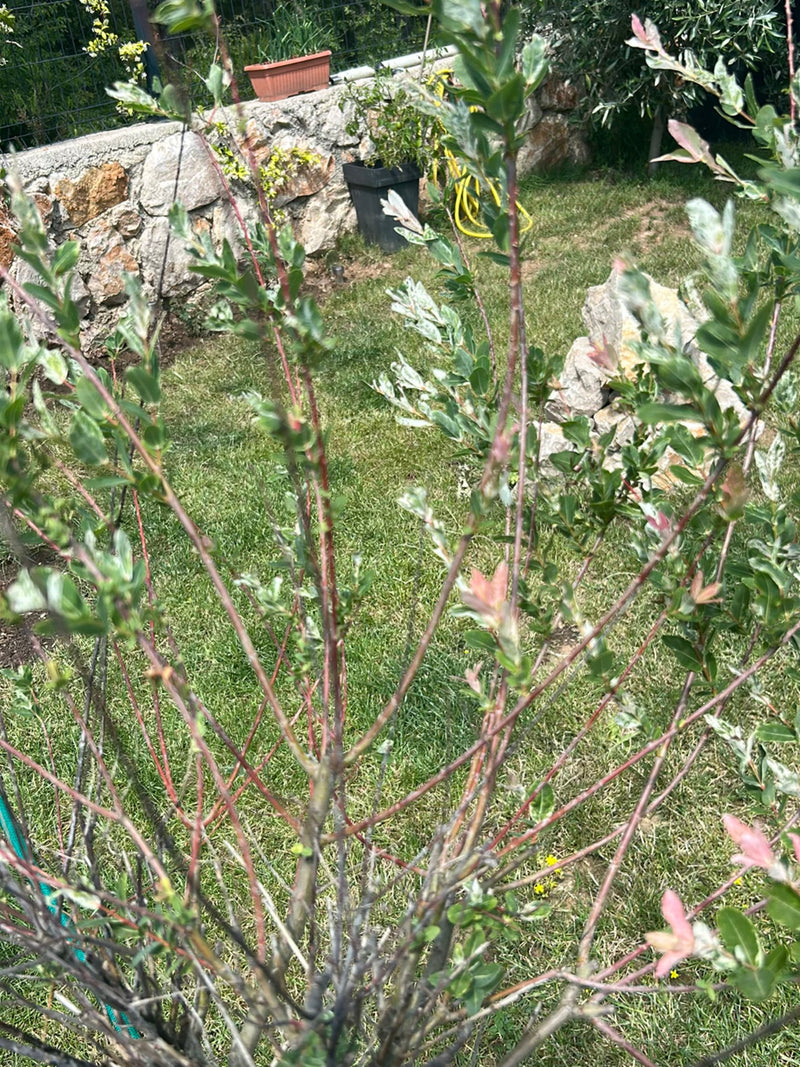 saule rampant — Bild 1