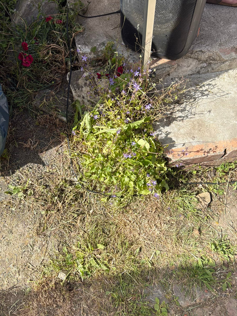 Campanule rampante — Bild 3