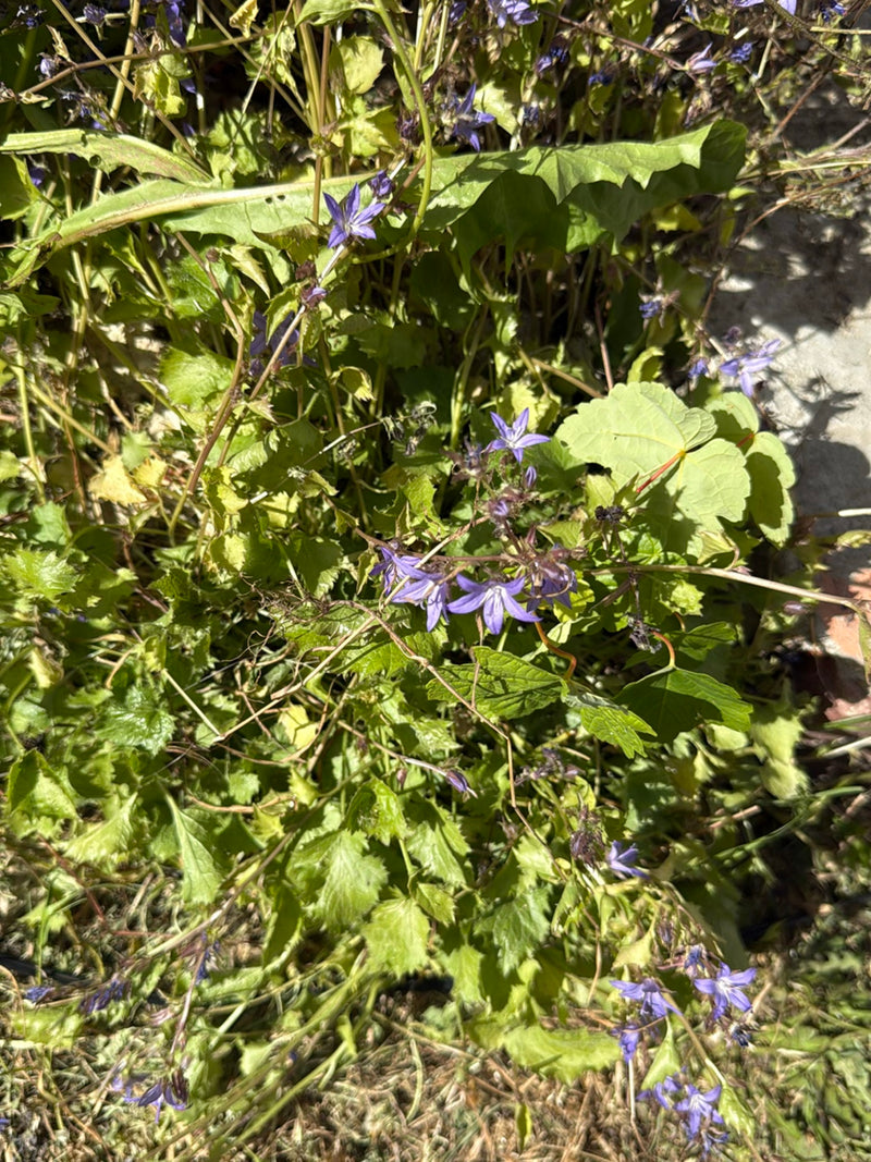 Campanule rampante — Bild 2