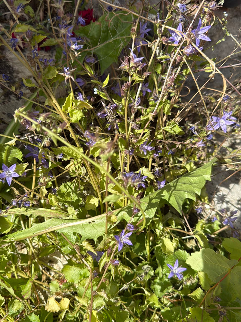 Campanule rampante — Bild 1