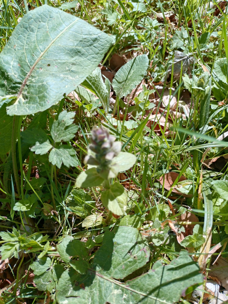 Une petite ajuga reptans est visible au milieu d'une prairie herbeuse. La pousse florifère se trouve au centre parmi diverses autres feuilles.