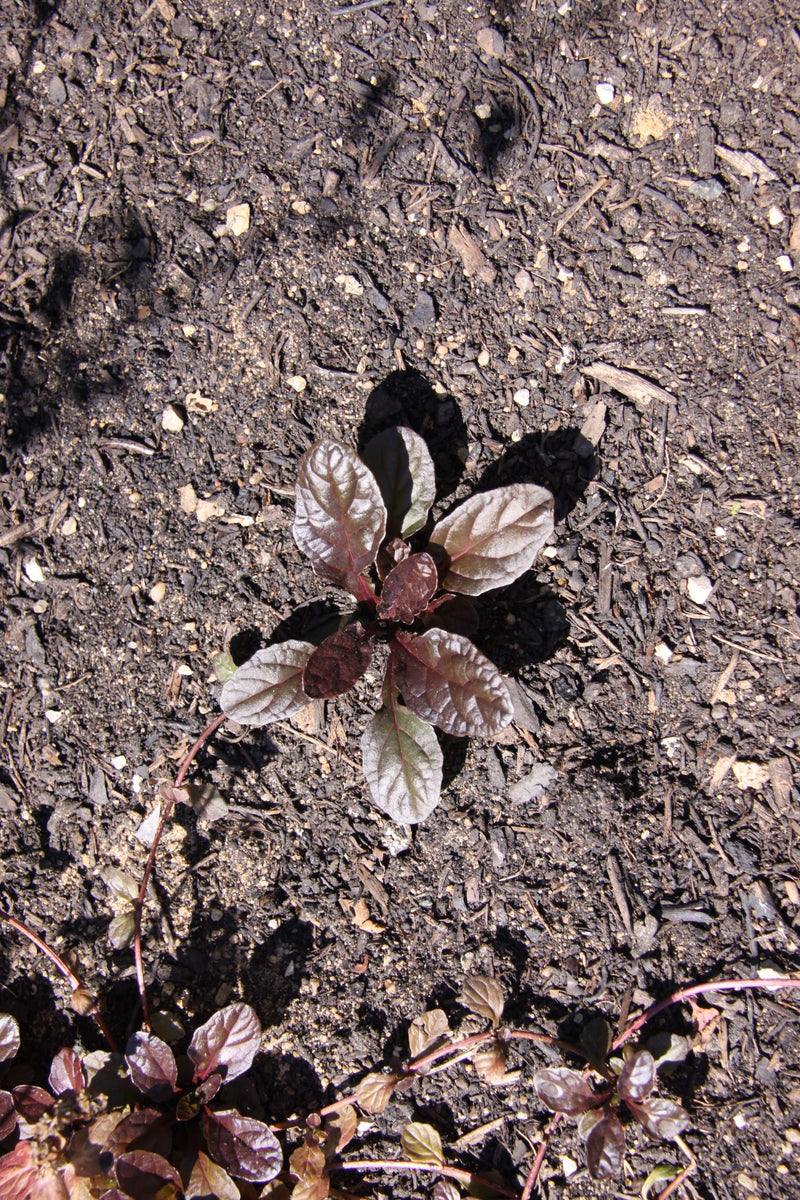 Une petite rosette de feuilles aux teintes brun-rouge pousse sur un sol sombre et grumeleux. Un fin stolon feuillé s'étend dans la partie inférieure de l'image.