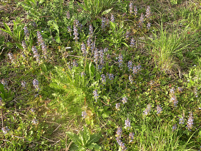 L'image montre un groupe de bugles rampantes (Ajuga reptans) en fleurs dans un pré. Les inflorescences bleues sont bien visibles au milieu de l'herbe.