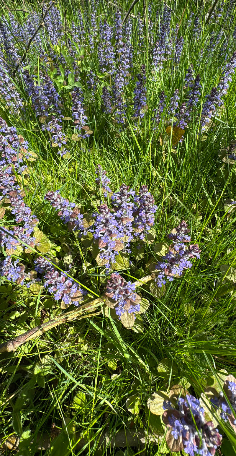 L'image montre une touffe dense de bugle rampante aux fleurs bleues dans une prairie. Les plantes poussent au milieu de l'herbe verte.