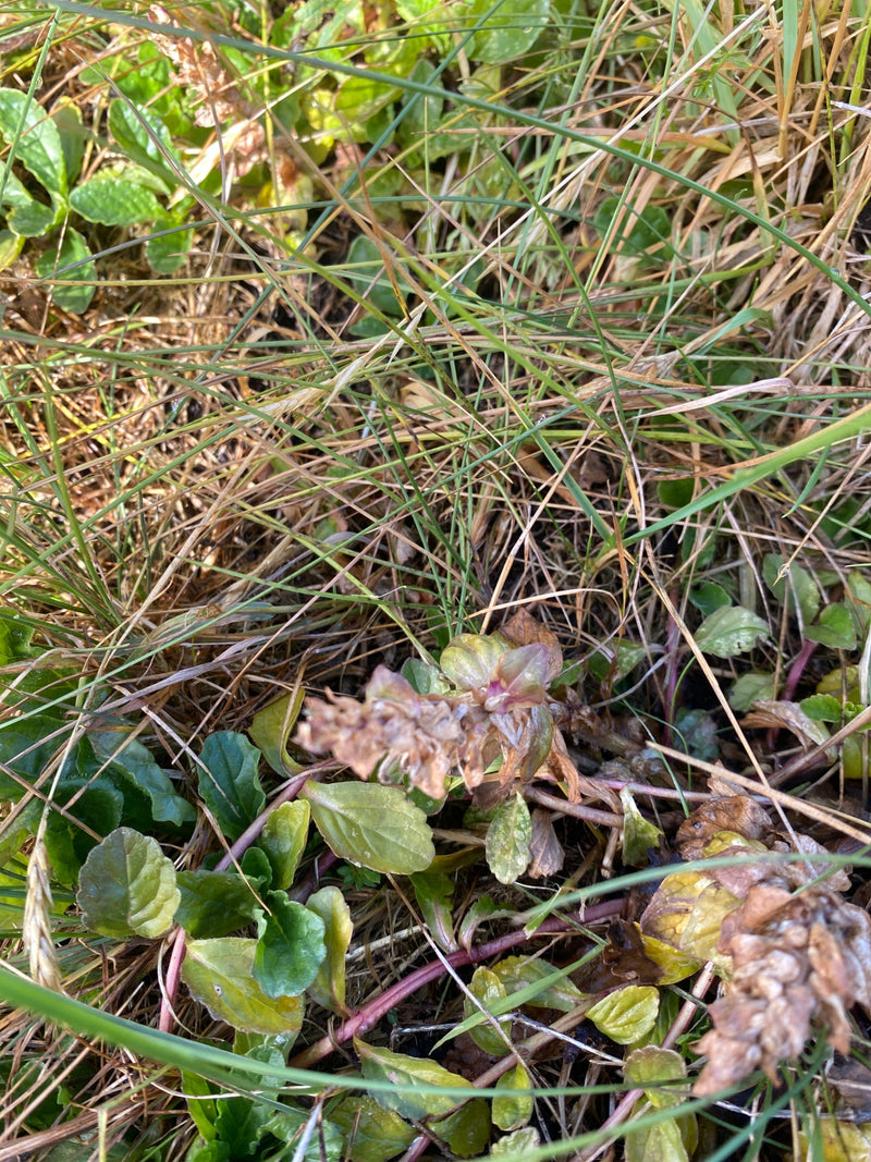 On voit Ajuga reptans avec ses feuilles basales caractéristiques et ses inflorescences fanées au milieu de l'herbe.