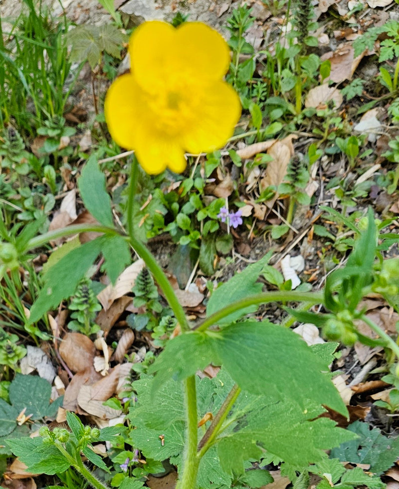 Bouton d'or rampant — Bild 1