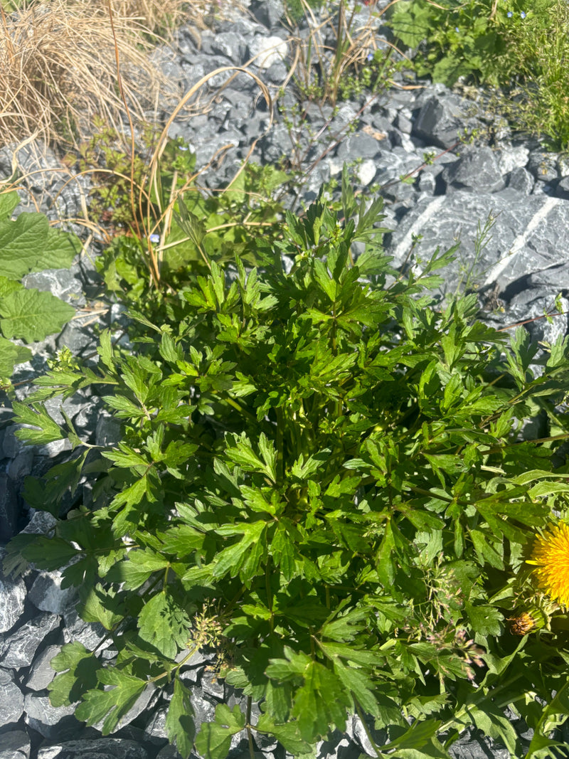 On voit une plante verte aux feuilles caractéristiquesment divisées, poussant sur un sol pierreux.