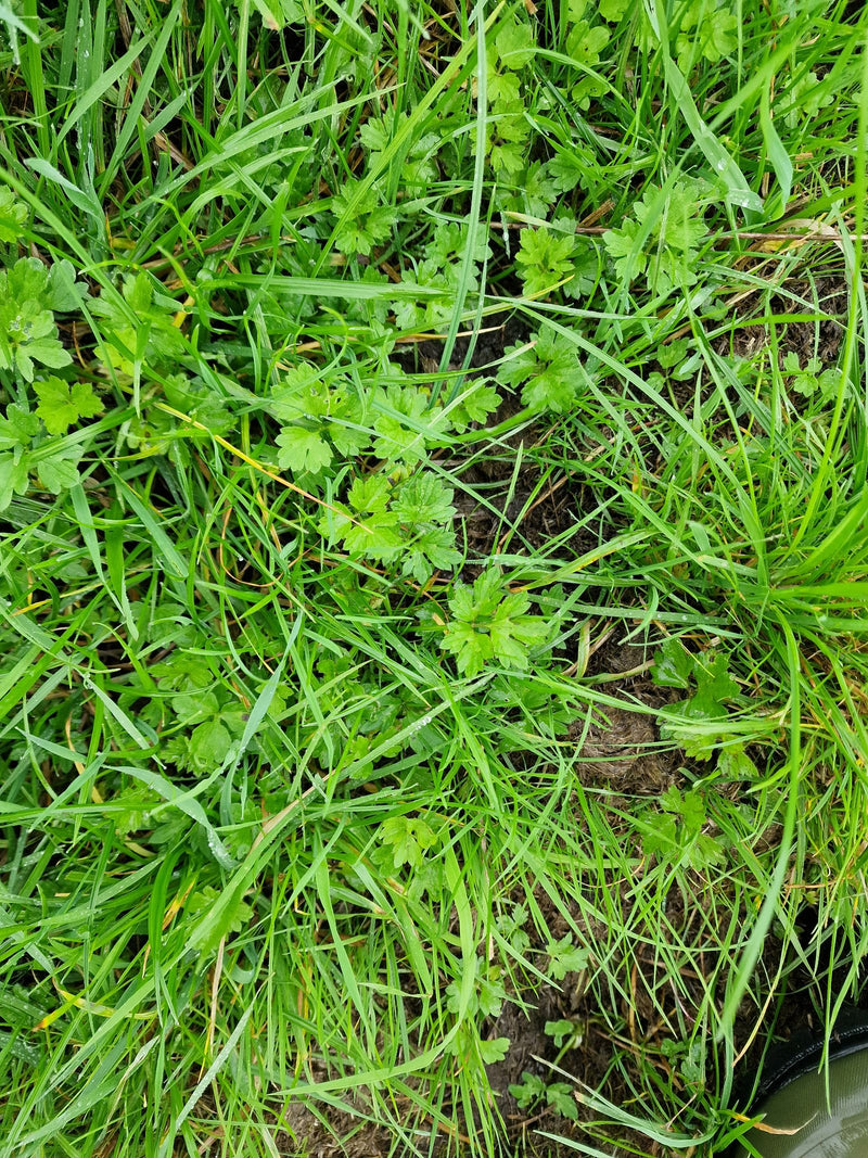 Vue plongeante sur les feuilles découpées de la renoncule rampante poussant parmi des brins d'herbe sur un sol humide.