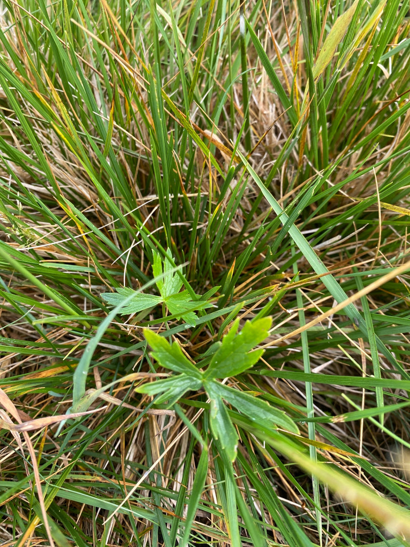 L'image montre des feuilles vertes caractéristiques de la renoncule rampante poussant parmi des herbes denses.
