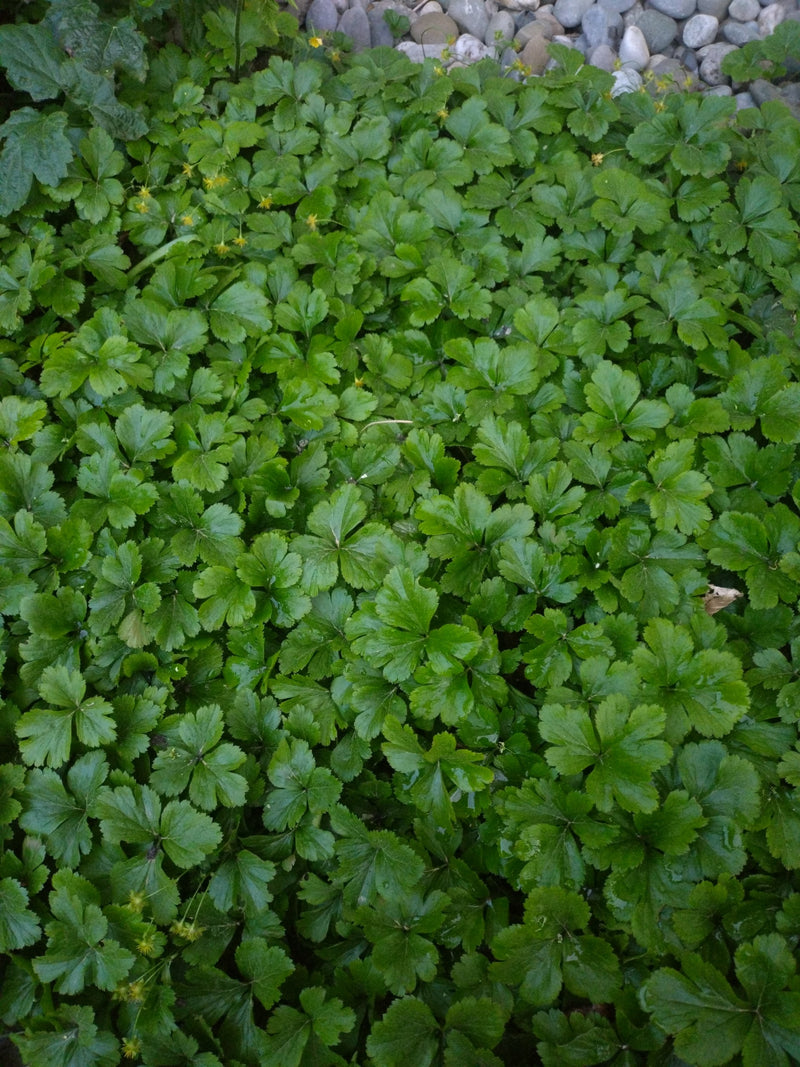 Potentille rampante — Bild 1