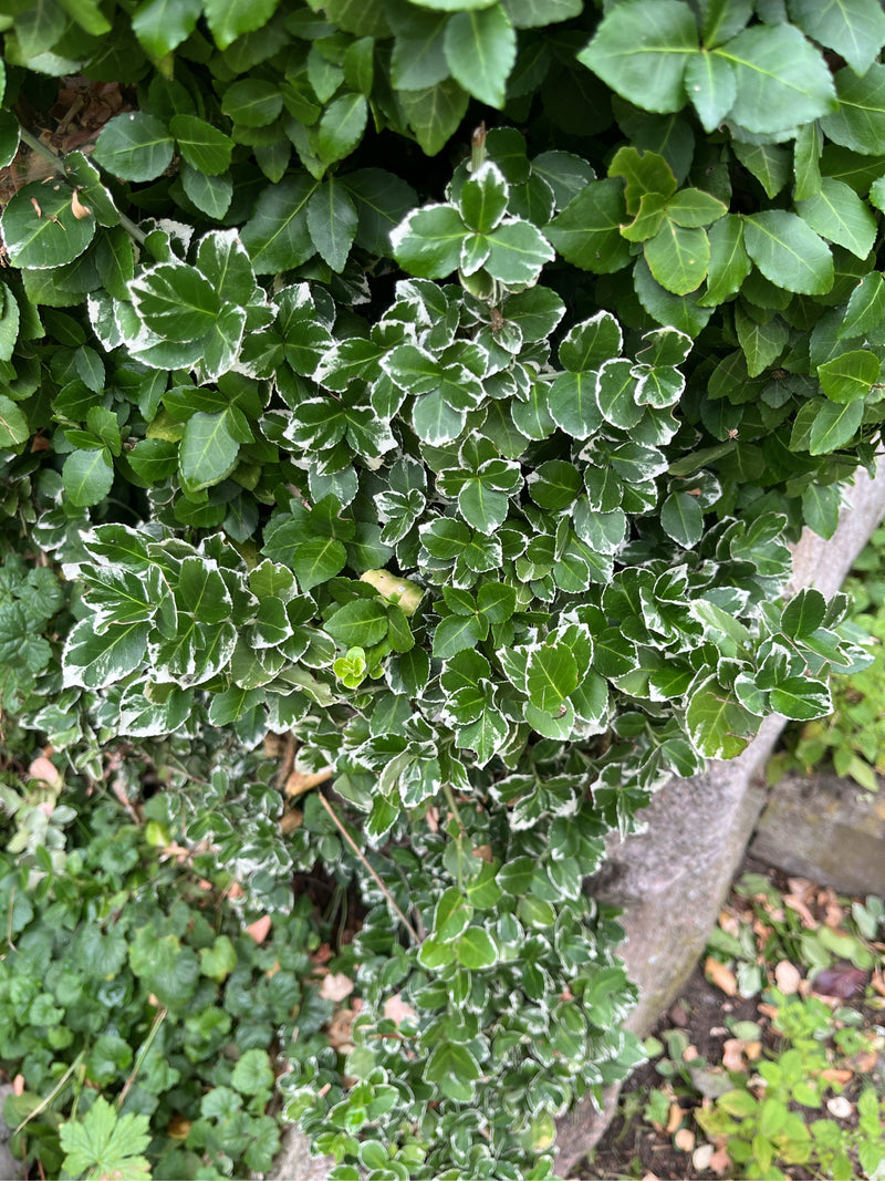 Fuseau rampant panaché — Bild 1