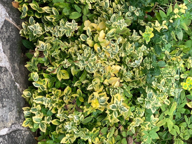 On aperçoit un ensemble dense de feuilles panachées vert et jaune du fusain de Fortune. La plante pousse en couvre-sol à côté d'un mur en pierre.
