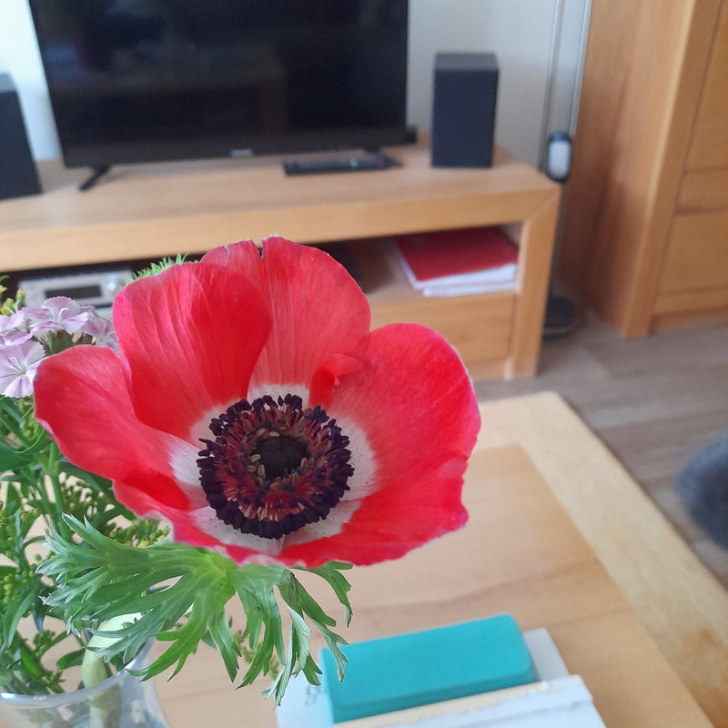 Anémone couronne — Bild 1