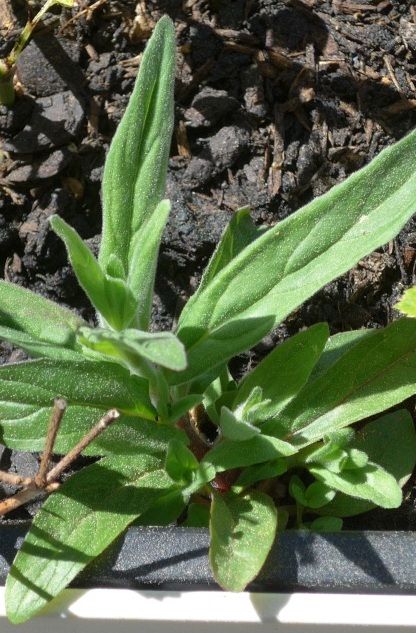 Campion de la Couronne — Bild 1