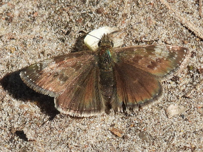 Papillon vesce couronne — Bild 1