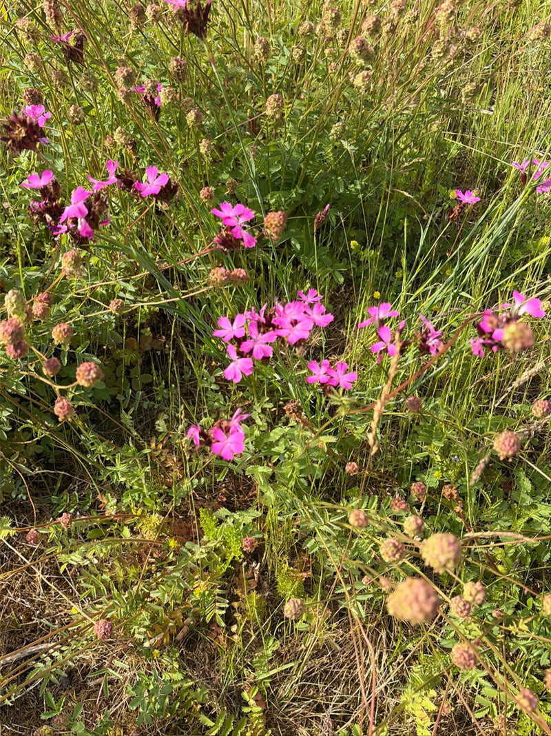 Campion coucou — Bild 3