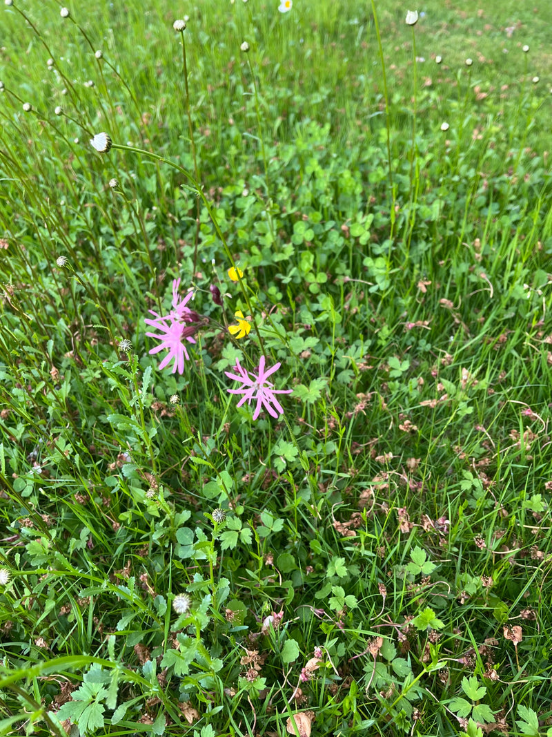 Campion coucou — Bild 1