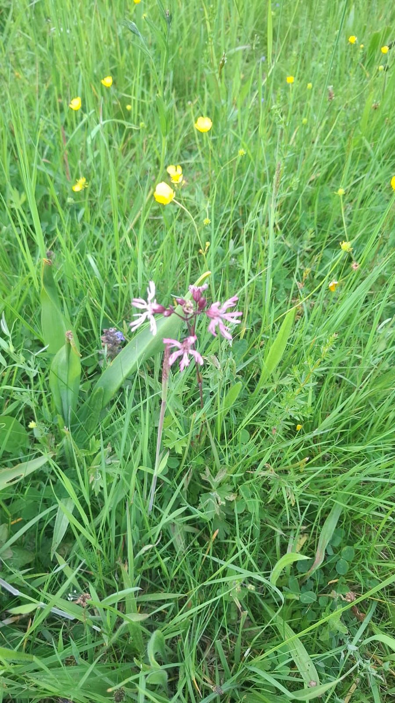 Campion coucou — Bild 2