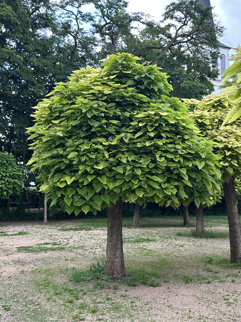 On peut voir un jeune catalpa doté d'une cime sphérique densément feuillue. L'arbre se dresse sur un espace sablonneux ouvert devant un parc.