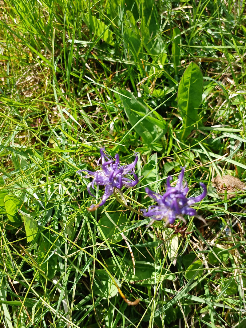 Griffe du diable sphérique — photo 1 sur 10