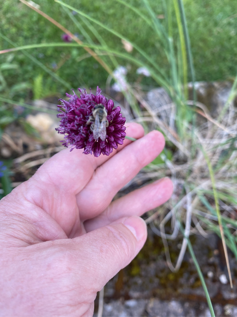 Boule de poireau — Bild 1